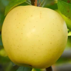 [충북농원] 시나노골드 사과나무 묘목 - 분묘