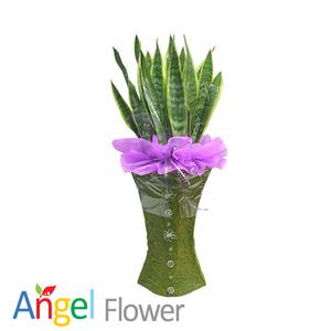 산세베리아 공기정화식물 화분 꽃배달