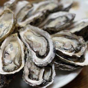 통영 석화 하프쉘 반탈각굴 16미 내외