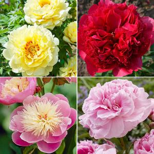 수입작약 구근 작약꽃나무 묘목 숙근 겹꽃모종 바츠젤라 볼오브뷰티 커맨드퍼포먼스 알러티에 셜리탬플