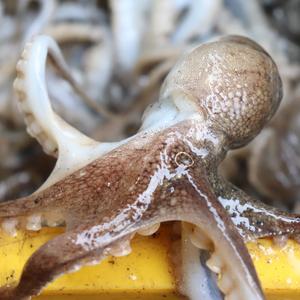 당일바리 국내산 생물 활 쭈꾸미 1kg