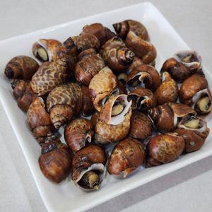 손질 자숙 범고동 500g