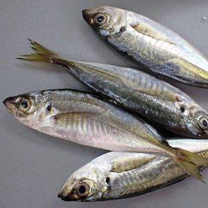 급냉 통영 전갱이 1kg 6-8미 소 냉동 전갱이 아지 전