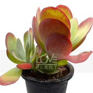 당인(중품) 다육 넓은잎 백분 다란 잎 다육이 종류 공기정화 식물 식물키우기