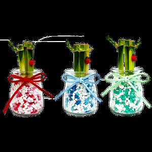 (9+1)/개운죽/행운목/수경식물/천연가습