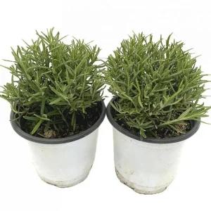 베하몰 실내 화초 1+1 로즈마리 허브 약7cm허브재배 식물재배 식물키우기 식