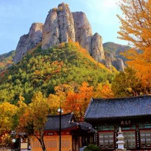 청송 주왕산 주산지 2025 가을 단풍 버스 여행