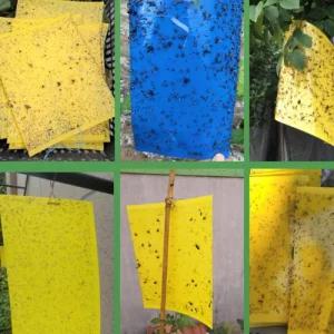 초파리 찍찍이 벌레잡는 끈끈이 해충퇴치 양면트랩