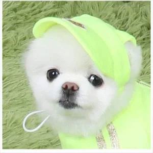 [콩심팥심]D11 애견 패션 산책 트레이닝 모자 그린