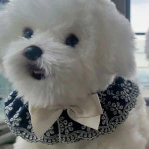 [콩심팥심]강아지 데님 리본 케이프 진청 1P 펀칭 스카프 패션 강아지망토