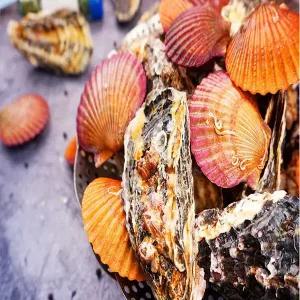 통영 세척 홍가리비 2kg+석화2kg 세트