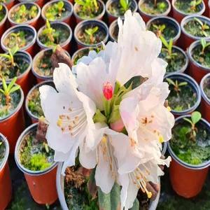 울릉도 만병초 꽃나무 묘목 4치 포트 정원용 관상수 노지월동 상록활엽수 (목하원예조경)