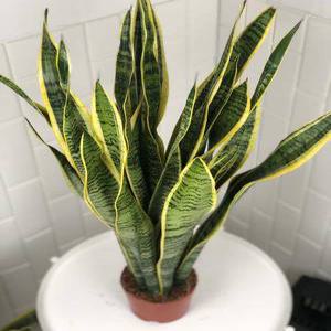 높이 약 80cm 농장 직영 산세베리아 로렌티 대형 공기정화 식물