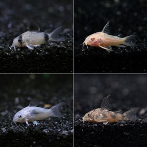 코리도라스 4종세트 [8마리]팬더2/펫퍼드2/브론즈2/알비노펫퍼드2 청소부 코리 열대어 관상어 마리아쿠아