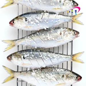 국내산 냉동 전어 9.5kg(실중량) 120-160미내외