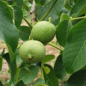 상촌호두나무묘목 1년생