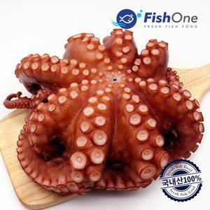 [피시원] 국내산 자숙 통문어 한마리 1.2kg