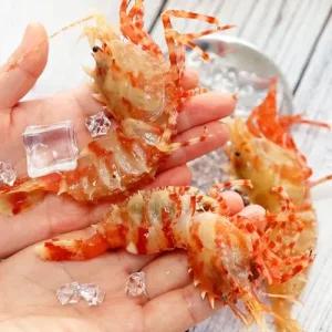 [산정마을] 싱싱한 활 생물 독도 닭새우 500g