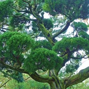 [충북농원] 가이즈까향나무 묘목 - H1.8~H2.0 분묘 (용달비별도)