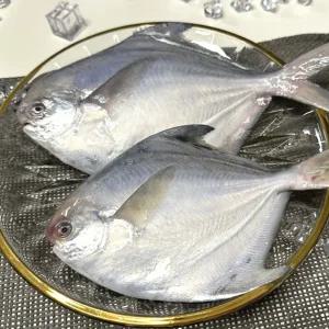 횟감용 생물 병어 국내산 1kg