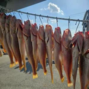 완도산 반건조 조기 명사십리해풍으로 말렸어요 35cm이상 프리미엄 특대 제수용 제사용 