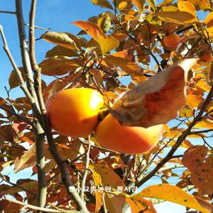 향수묘목농원  추위에 강한 둥시 감나무 3년생 분묘