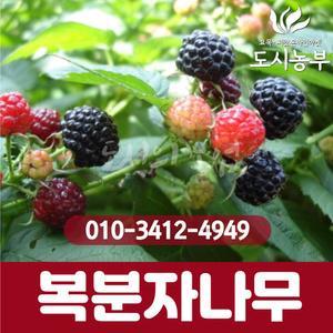 복분자나무묘목/고창복분자/나무/묘목/도시농부23