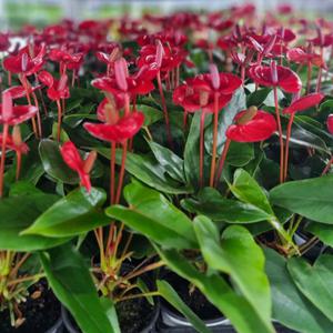 [포도밭] 안스리움 행사(1개,2개 보내드립니다) 미니 안시리움 공기정화식물 플랜테리어