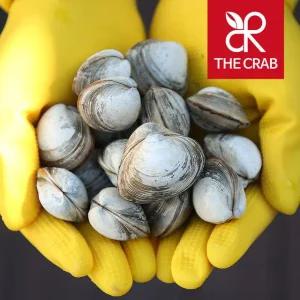 제철 동죽 동죽조개 5kg 물총조개 조개탕 칼국수