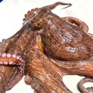 [품질보장] 국내산 통영 산지 활문어 돌문어 2kg (kg당 1~4미)