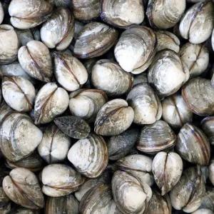 하전갯벌 자연산 참 바지락 3kg