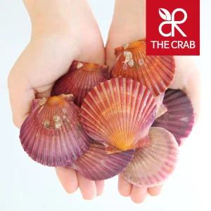 제철 통영 홍가리비 6kg (1kg당 30미전후) 캠핑 조개구이