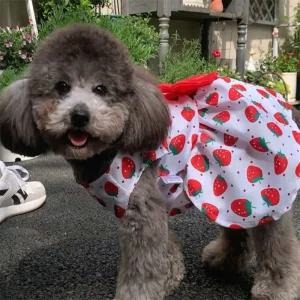 끈이스토어 러블리 왕리본 공주 드레스 강아지의류