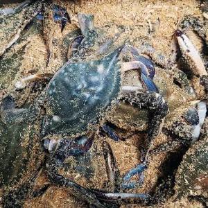 당일조업 서해안 활 톱밥꽃게 3kg(18마리내외)