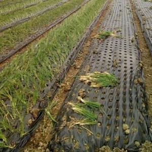 유공 멀칭비닐 7구 제초매트