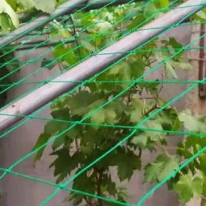 [콩심팥심]유인망 그물 식물 원예용 포도 농사 정원 고추망