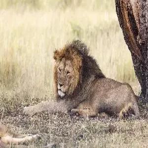 [비즈니스석 탑승] 아프리카 6개국 13일 #빅토리아폭포 헬기투어 #5성호텔 7박 #럭셔리 선셋크루즈 #루프탑 레스토랑 및 다양한 특식 [케냐/탄자니아/잠비아/짐바브웨/보츠와나/남아공]