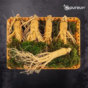 [이푸른] 풍기인삼 6년근 수삼 10호 800g(4-5뿌리)