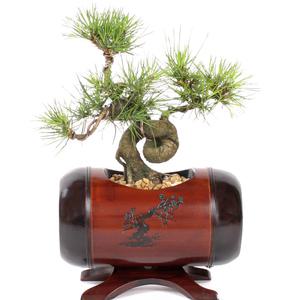 선물용 난 분재 꽃배달 개업화분 동양란 서양란 생일선물 축하 기념일 승진 취임 이전 선물 화분