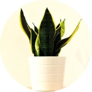 행복한뜰에 산세베리아/미니화분/실내인테리어/사무실공기정화