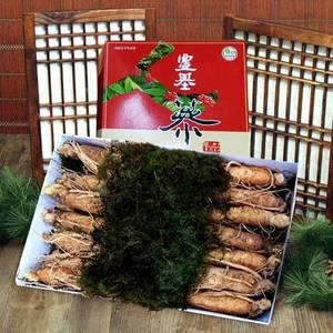 [풍기인삼]5년근 수삼 1채 750g (10-15뿌리)