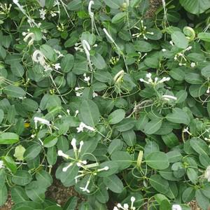 마다가스카르자스민  40~60cm 129  넝쿨자스민 공중식물 행잉플랜트