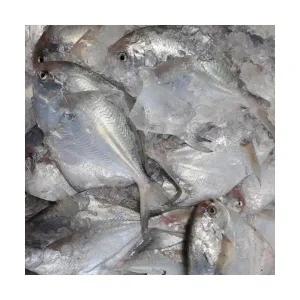 목포 작은사이즈 급냉 병어 병어회 10마리 1kg 제철 횟감