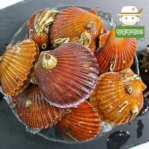 [삼촌밥먹자]고성 제철 홍가리비 1kg