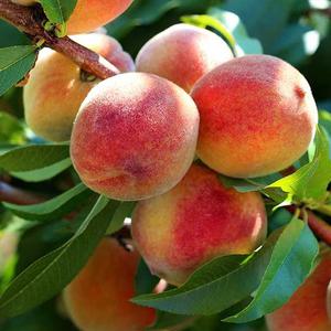 복숭아나무 묘목 1년 천도 백도 신비 올유명 마도카 몽부사