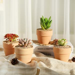 갑조네 다육이토분세트