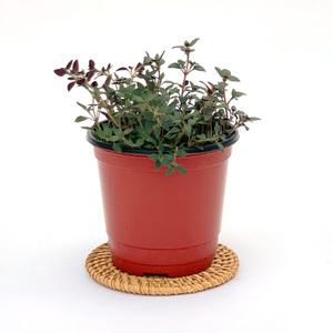 허브 타임 레몬타임 커먼타임 모종 화분 키우기 음료데코 케이크데코 식물