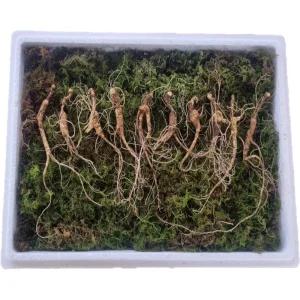 천생삼 산양산삼 씨삼 소삼 8-9년근 10뿌리 산삼 산양삼 장뇌삼