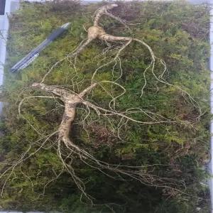 천생삼 야생방치삼 22년근 B급 3뿌리 산삼 산양삼 산양산삼 장뇌삼