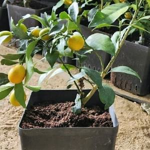 향수묘목농원  금귤나무3년생화분묘 결실